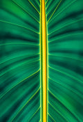 Tropical Leaf Vein Botanical Print