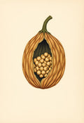 Banksia Pod Botanical Print