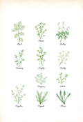 The Cook's Garden