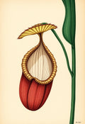 Nepenthes Pitcher Plant Botanical Print